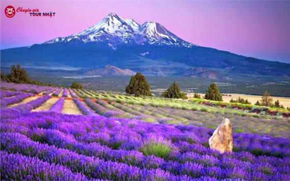 [HCM] Tour Nhật Bản Khám Phá Hokkaido Mùa Hè 2026